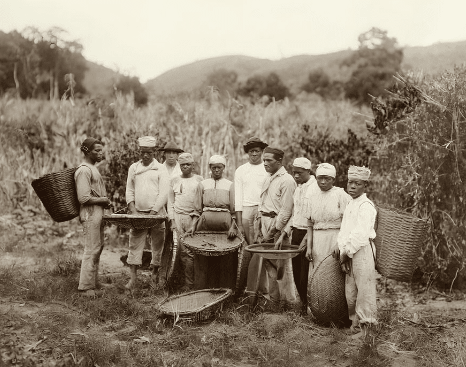 Grupo de pessoas trabalhando na colheita com cestos em um campo. A imagem retrata um momento histórico e a rotina da agricultura.